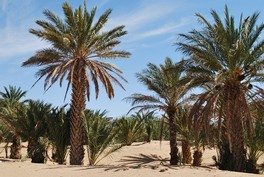 Souss Sahara Atlantique
