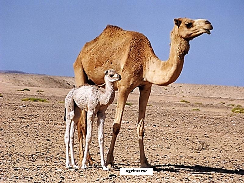 Elevage camelin au Maroc : defis, races de dromadaires et avenir de la filiere