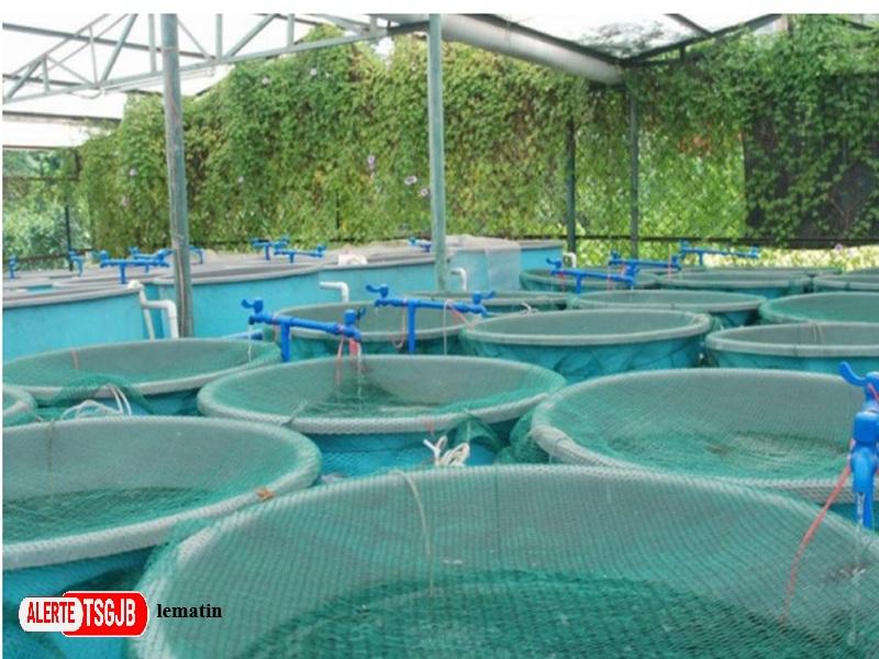 ALERTE TSGJB Aquaculture au Maroc : le Souss-Massa actualise son plan regional