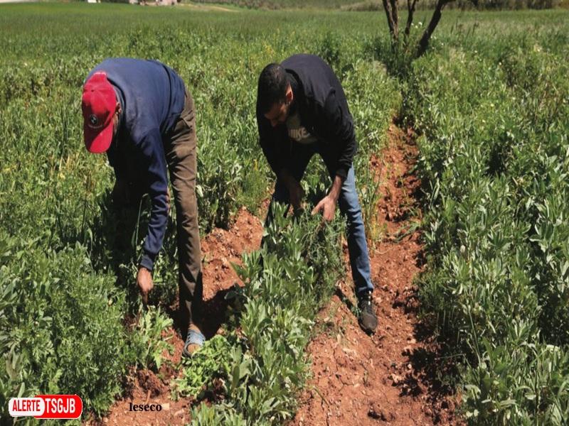 Souss-Massa : le bootcamp Next Gen accompagne 30 projets d’entrepreneuriat agricole rural 
