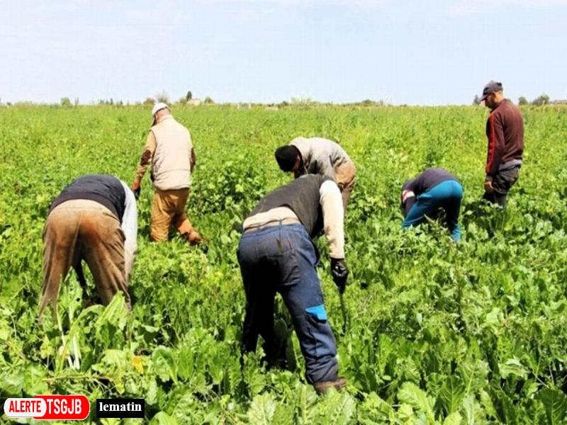 ALERTE TSGJB Souss-Massa : 10 projets d’agriculture solidaire pour soutenir les agriculteurs et l’emploi rural  