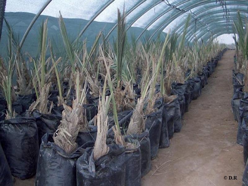 Oasis marocaines : 3 millions de palmiers dattiers supplémentaires d’ici 2030 