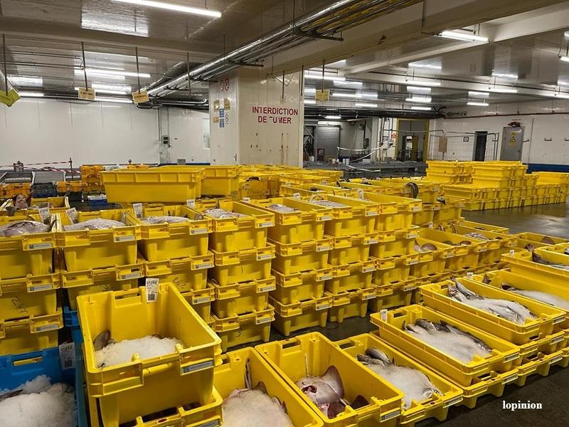 Peche maritime au Maroc : nouvelle loi sur le mareyage pour moderniser le commerce des produits de la mer