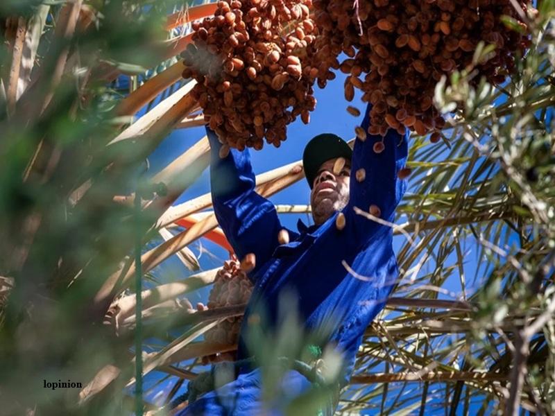 Dattes marocaines : entre essor économique et stress hydrique