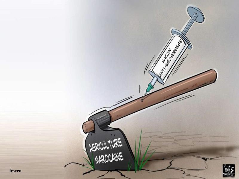 Agriculture au Maroc : vers une resilience durable face a la secheresse et au changement climatique