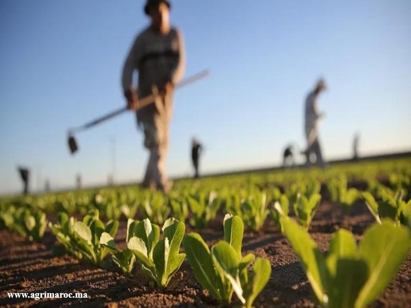 Agriculture au Maroc : une croissance record de 15 % attendue en 2026 grace au retour des pluies