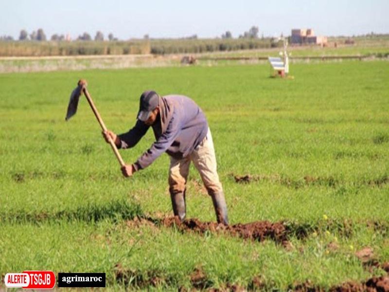 ALERTE TSGJB Souss-Massa : 215 projets agricoles pour soutenir plus de 308.000 agriculteurs d’ici 2030