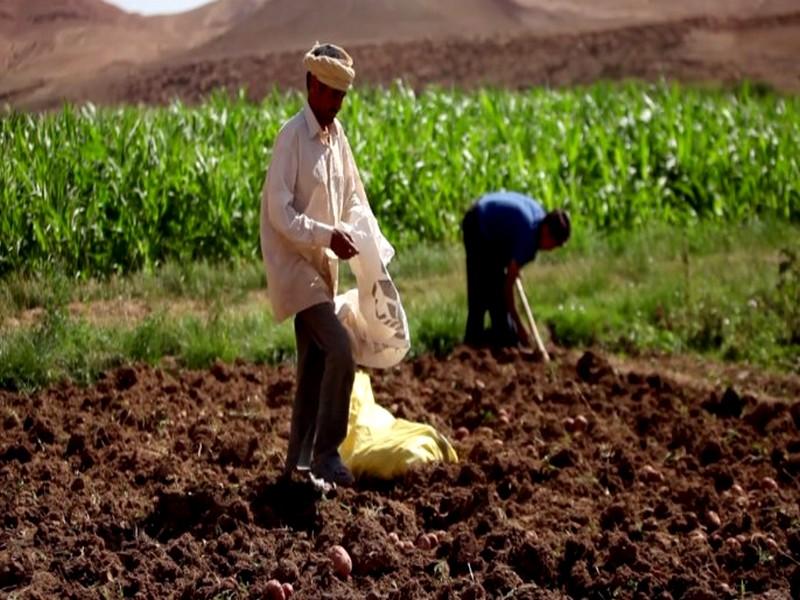 La Résilience de l'Agriculture Marocaine Face aux Défis Climatiques et Hydriques	
