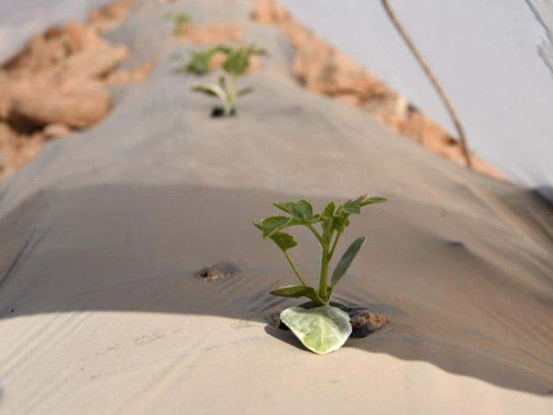 Crise de l’eau et agriculture : l’avenir incertain de la culture de la pastèque à Zagora