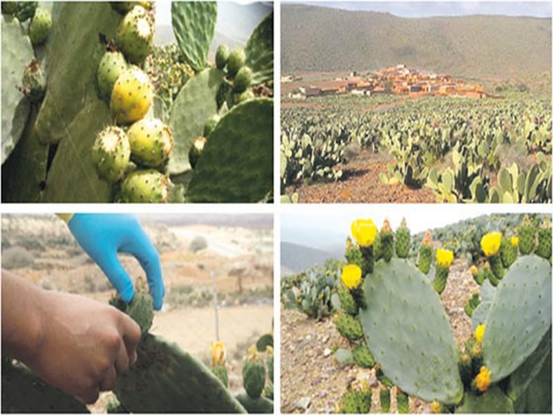 Ait Baâmrane/Cactus: L’or vert pour développer l’agriculture solidaire