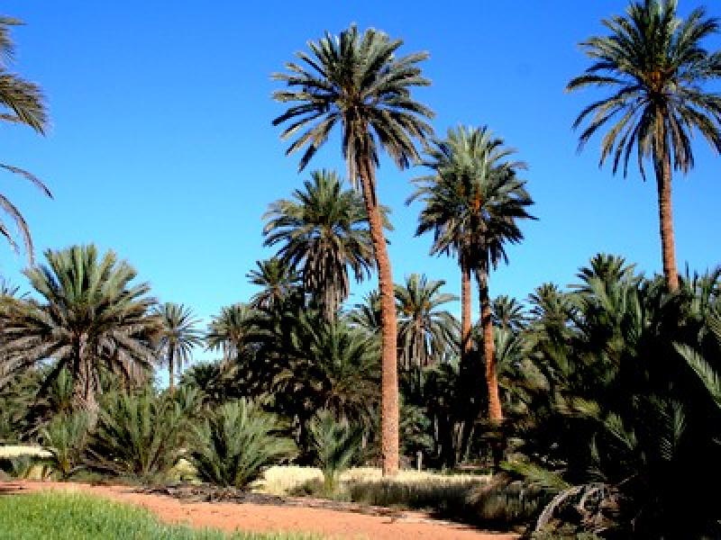 Le tourisme oasien, levier du développement