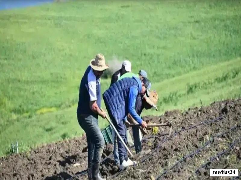 Agriculture au Maroc 2026 : des pluies abondantes relancent la campagne agricole et les reserves d’eau