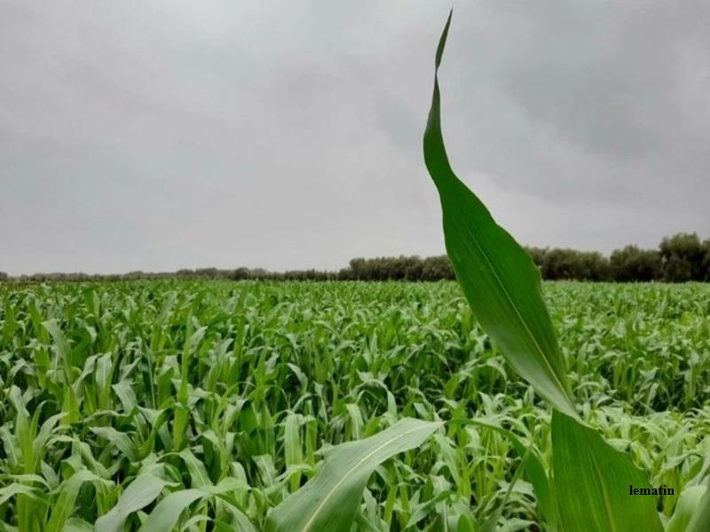 Sécheresse au Maroc : pluies, crise hydrique et urgence d’un nouveau modèle agricole durable	