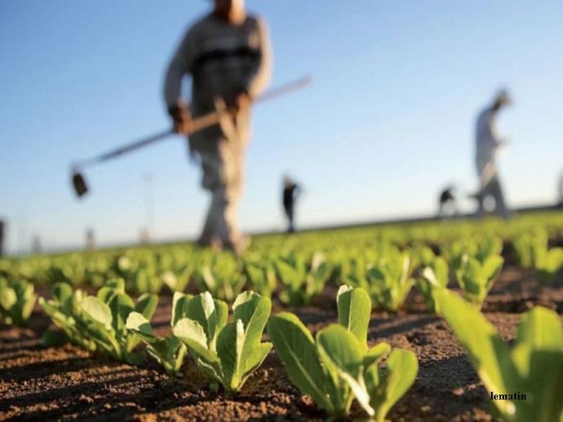 Agriculture au Maroc 2025 : reprise, cheptel et exportations  