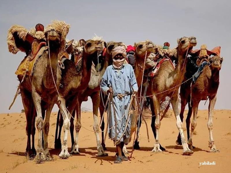 Viande de dromadaire au M aroc : exportations mauritaniennes pour faire baisser les prix au Sahara