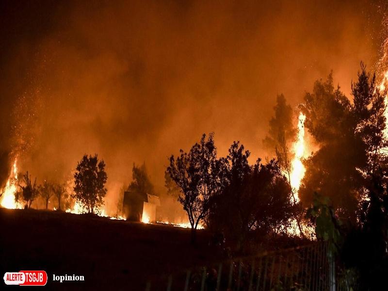 ALERTE TSGJB Incendies de foret au Maroc : plus de departs de feu, mais moins de surfaces brulees en 2026