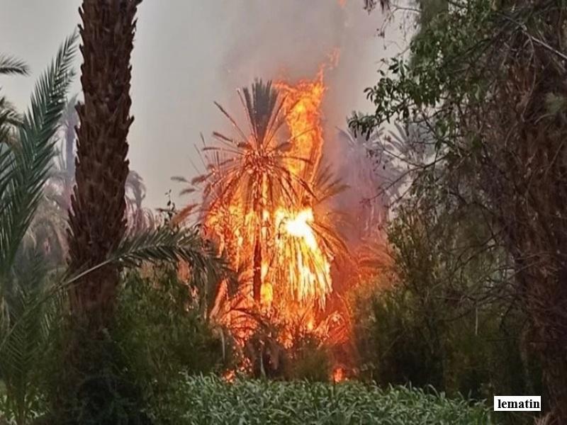 Incendie à Zagora : des centaines de palmiers détruits dans les oasis d’Aflandra