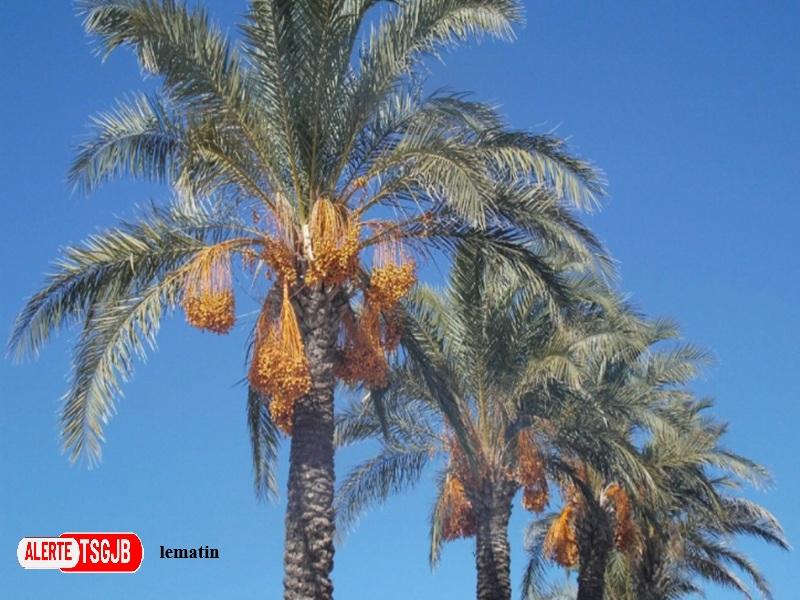 ALERTE TSGJB Tata : 5.300 rejets de palmiers dattiers distribues pour rehabiliter les oasis apres les inondations