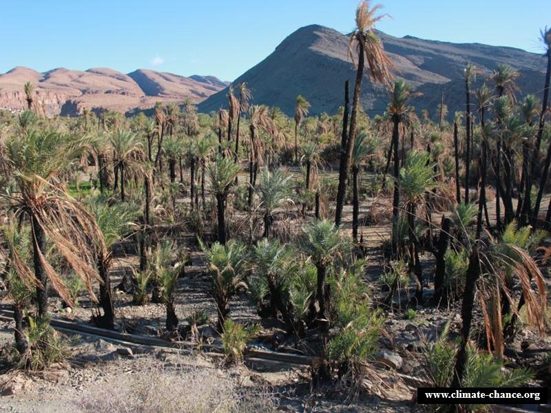 Tata : un projet de lutte contre le changement climatique pour preserver les oasis et developper l’agriculture durable