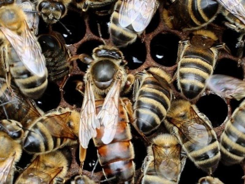 Survie des Abeilles Une première, 700 hectares convertis en zones dinter-cultures aux abeilles en France
