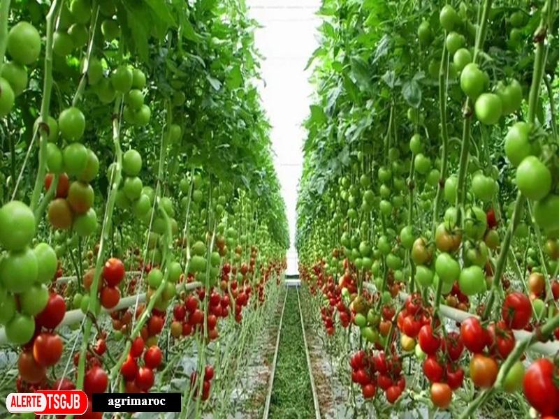 ALERTE TSGJB Agadir : une nouvelle zone industrielle de 243 MDH a Lqliaa pour dynamiser l’agroalimentaire