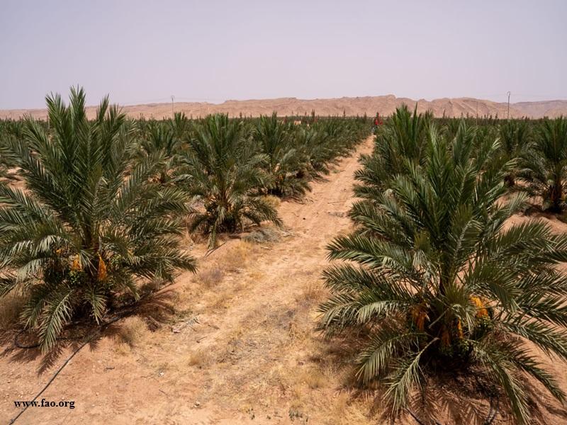 Production de dattes au Maroc : un record historique de 160 000 tonnes en 2025-2026