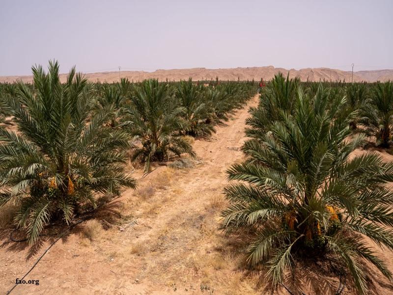Dattes au Maroc : production record de 160 000 tonnes et essor durable de la filière phoenicicole 