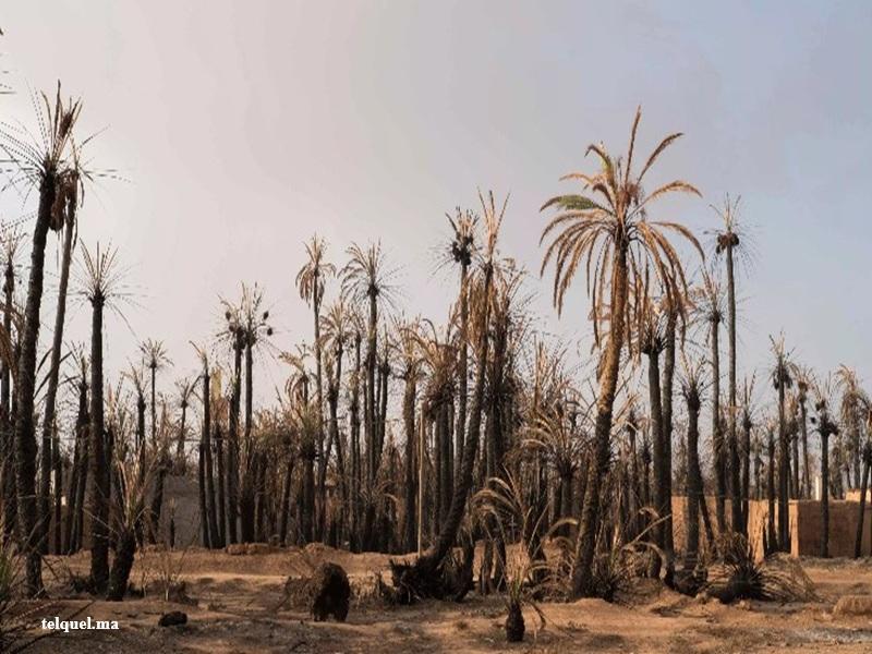 Tata : campagne de prevention des feux d’oasis