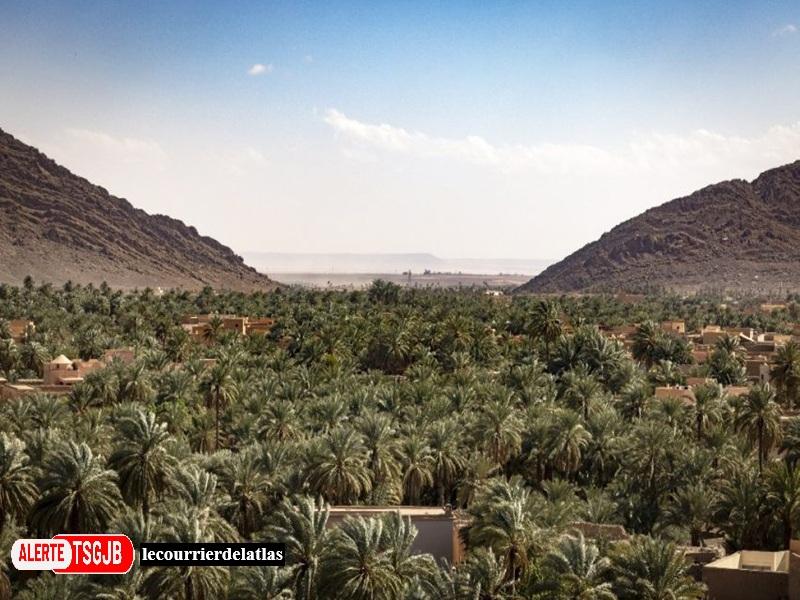 ALERTE TSGJB Maroc : 5 millions de palmiers-dattiers pour preserver les oasis