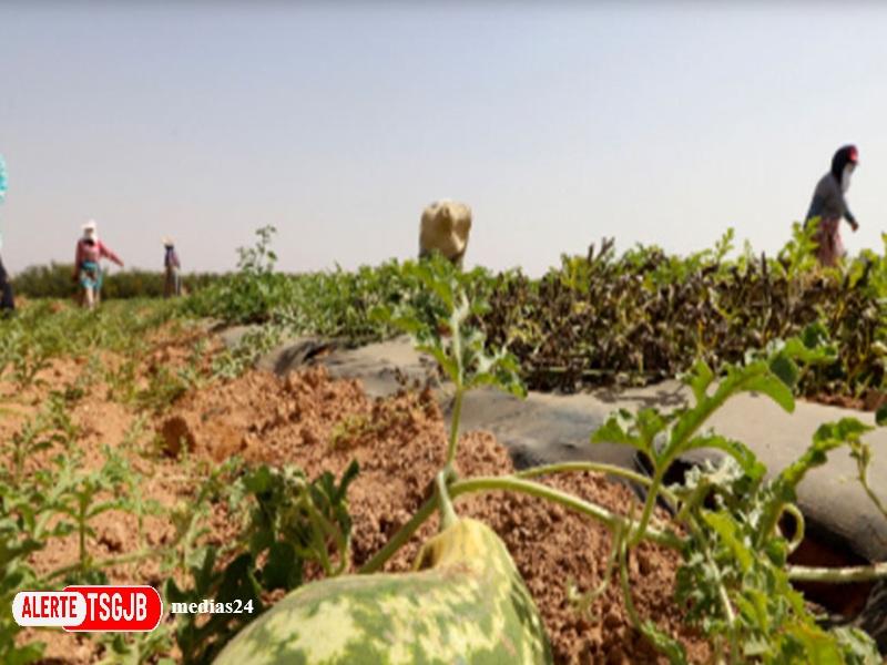 ALERTE TSGJB l’interdiction de la pasteque maintenue face au stress hydrique au Maroc 