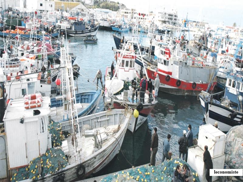 Peche Maroc janvier 2026 : chute des debarquements en Mediterranee, valeur nationale en hausse