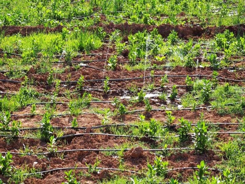 Crise de l’irrigation au Maroc : subventions, risques et alertes