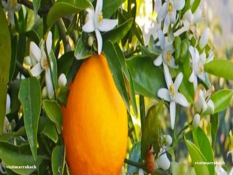 La Zahria Marrakech : Moussem de la Fleur d’Oranger et patrimoine culturel marocain